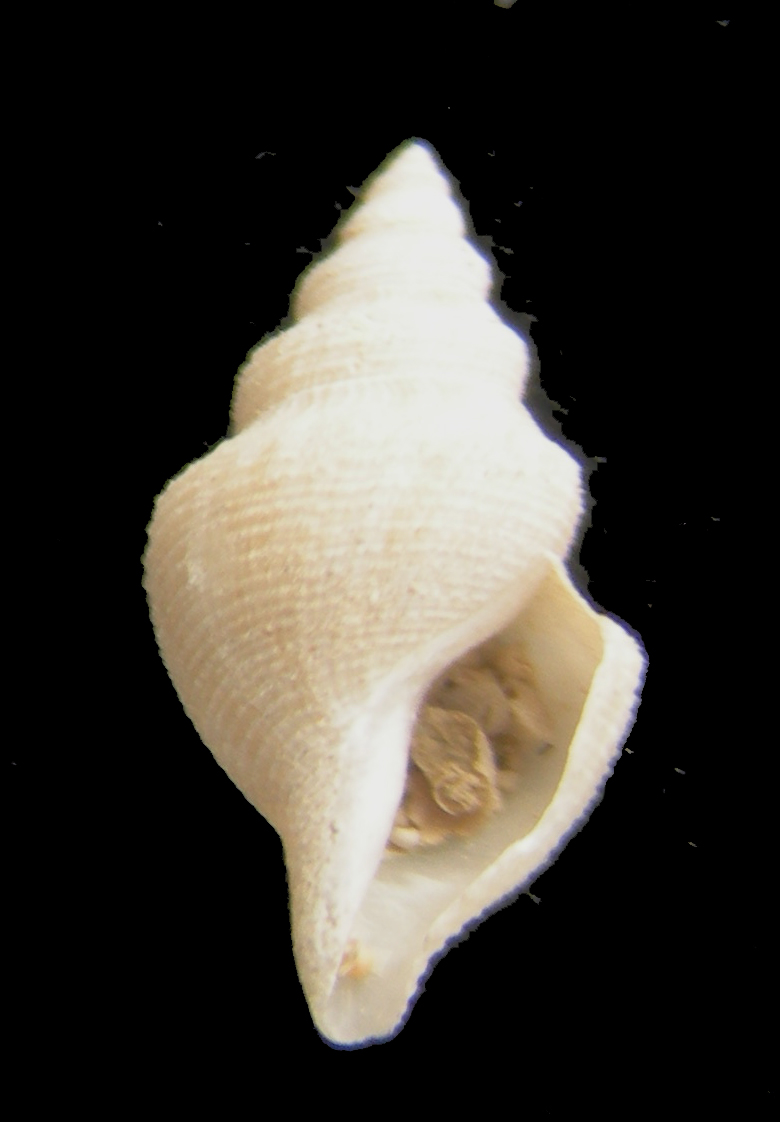 gymnobela abyssorum?